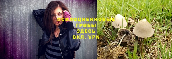 прущие грибы Ельня